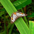 Mapwing Butterfly