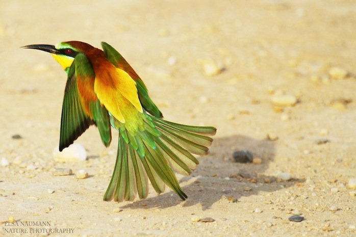 European Bee-Eater