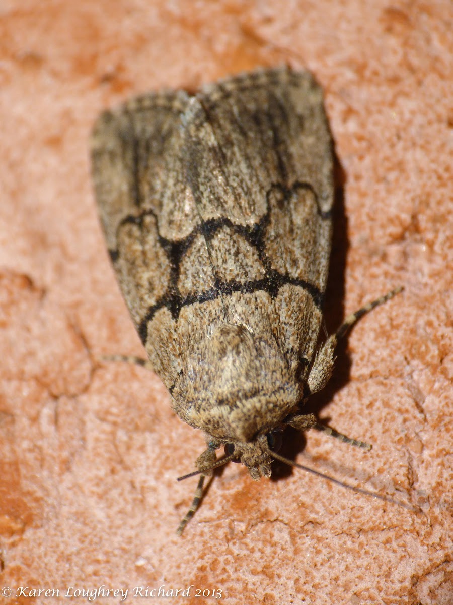 Broad-lined sallow