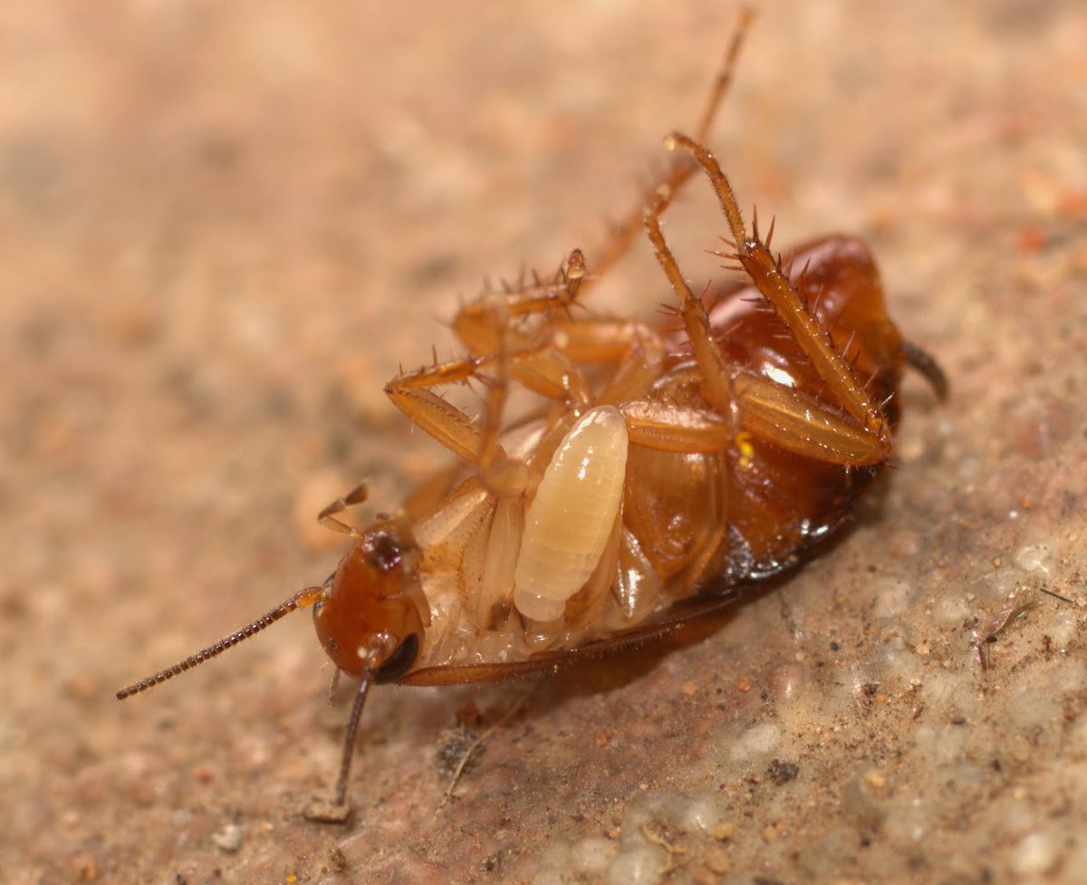Parasite on Cockroach