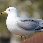 ring billed gull