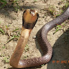 monocled cobra