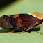 Yellow-headed Leafhopper