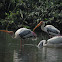 Spot Billed Pelican and Painted Stork
