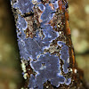 cobalt crust fungus