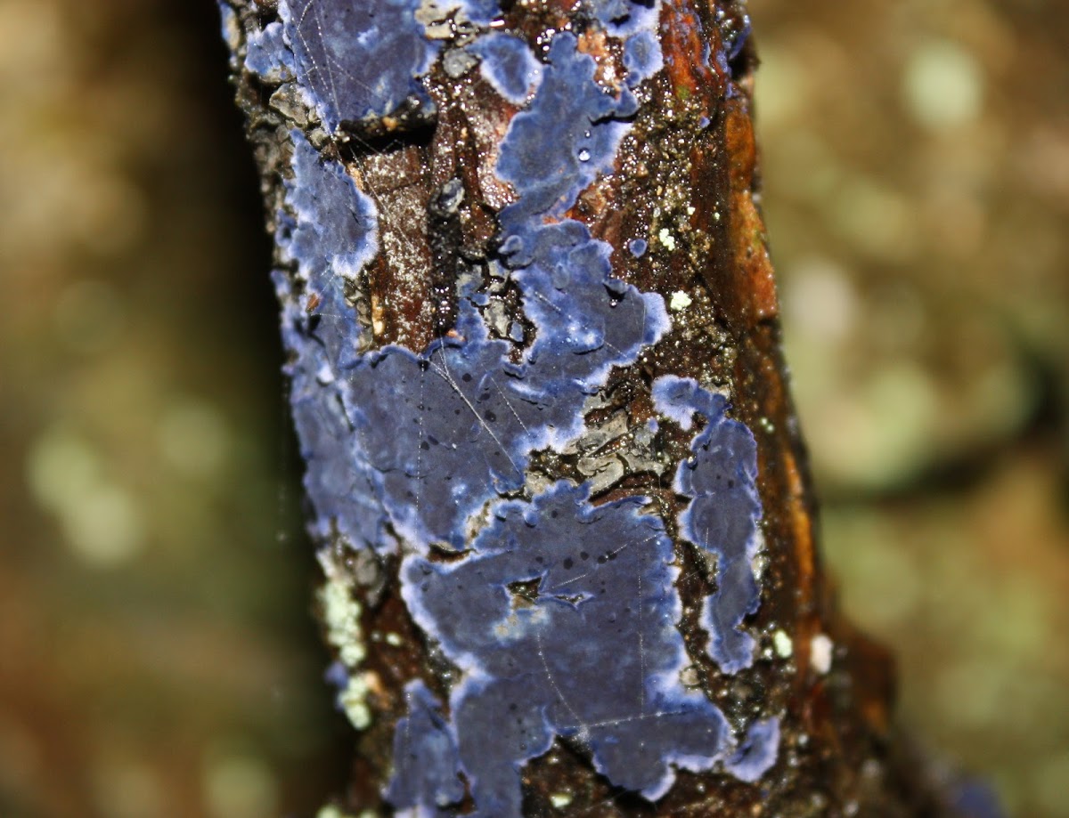 cobalt crust fungus