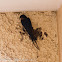 Barn Swallow; Golondrina Común