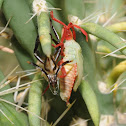 Cactus bug (freshly molted)