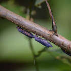 Periquillo  -   Treehopper