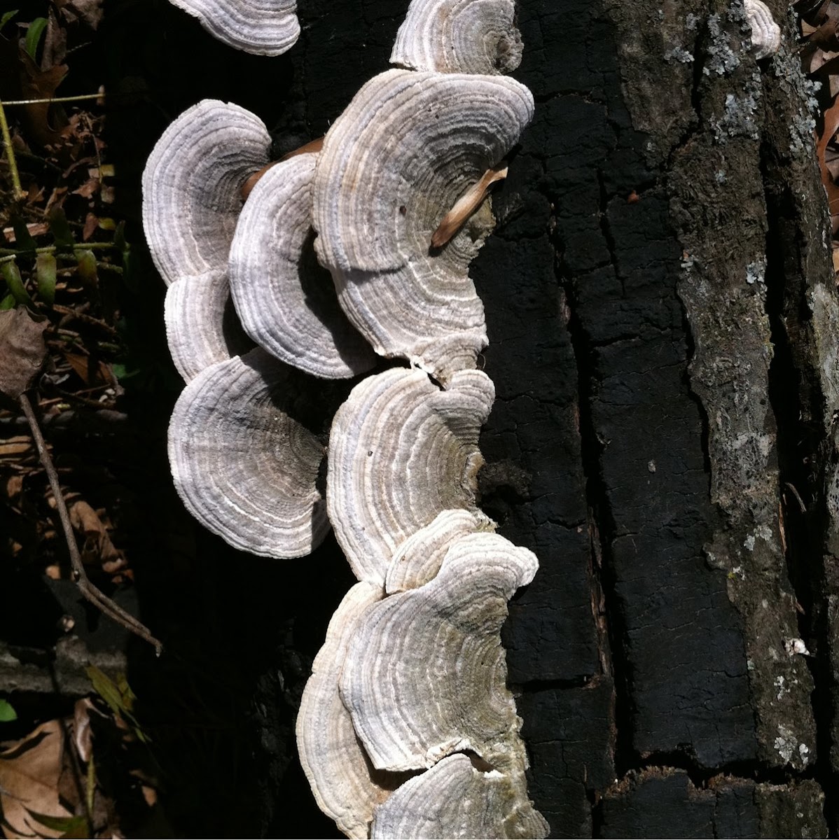 White Tree Shelf Fungus