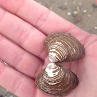 Asian clam