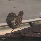 Song Sparrow