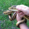 Yellow Rat Snake