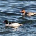 Common Merganser