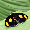 blue-spotted firewing