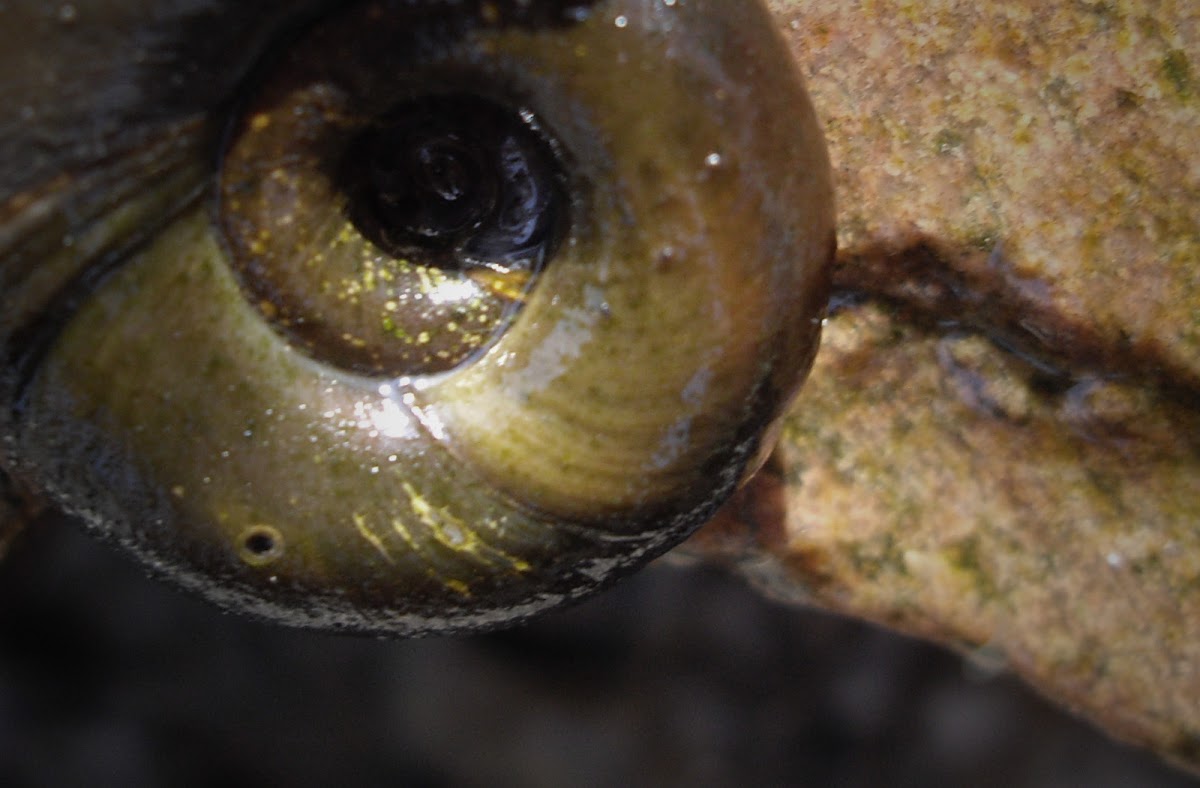Horn Snail