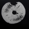 Rooting Shank -with spore print