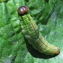 Long Tail Skipper Caterpillar