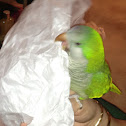Calypso the Quaker parrot