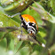 The Convergent Lady Beetle