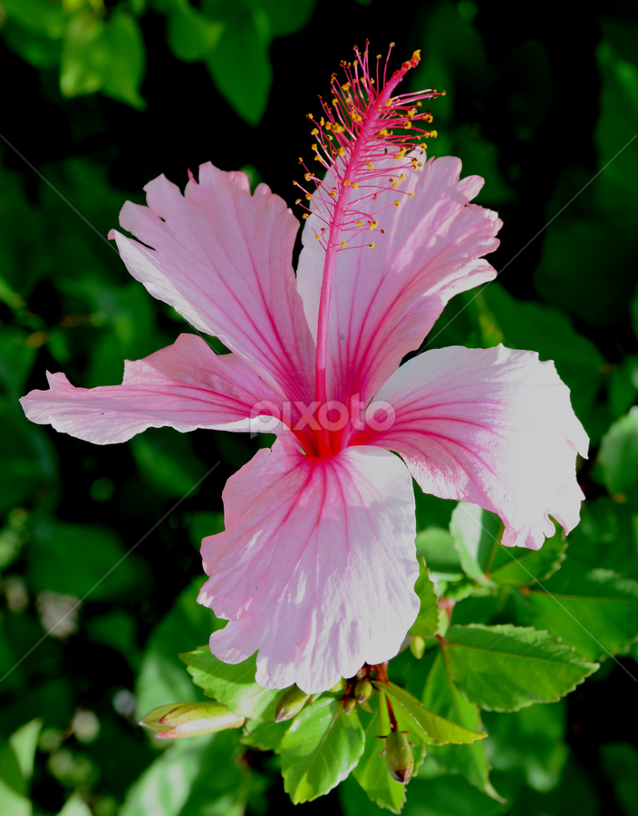 by Scuba Kars - Flowers Single Flower