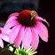 Purple coneflower