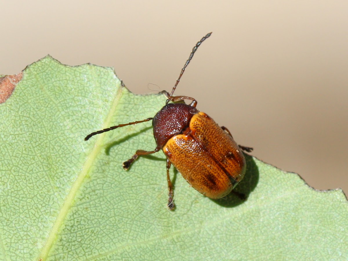 Cadmus leaf beetle