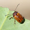 Cadmus leaf beetle