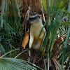Wolf's Guenon