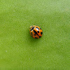 Variable Ladybird [Common Australian Lady Beetle]