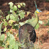 Green Peafowl - Male