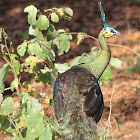 Green Peafowl - Male