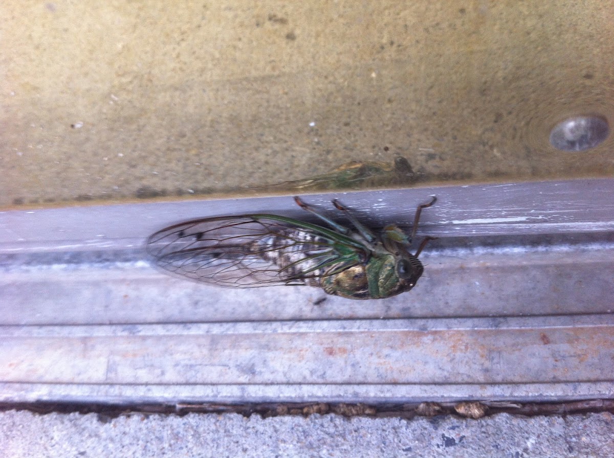 Linne's Cicada