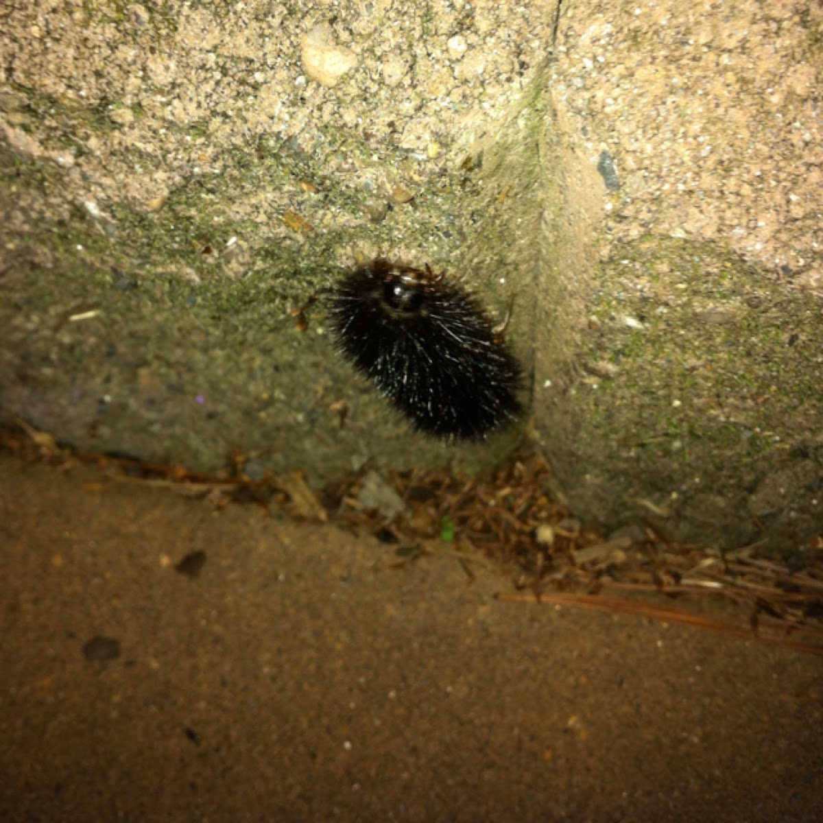 Black wooly bear - caterpillar for the Giant Leopard Moth