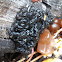 Black Witch's Butter (or Black Jelly Fungus)