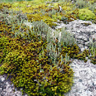 A lichen and a moss growing together