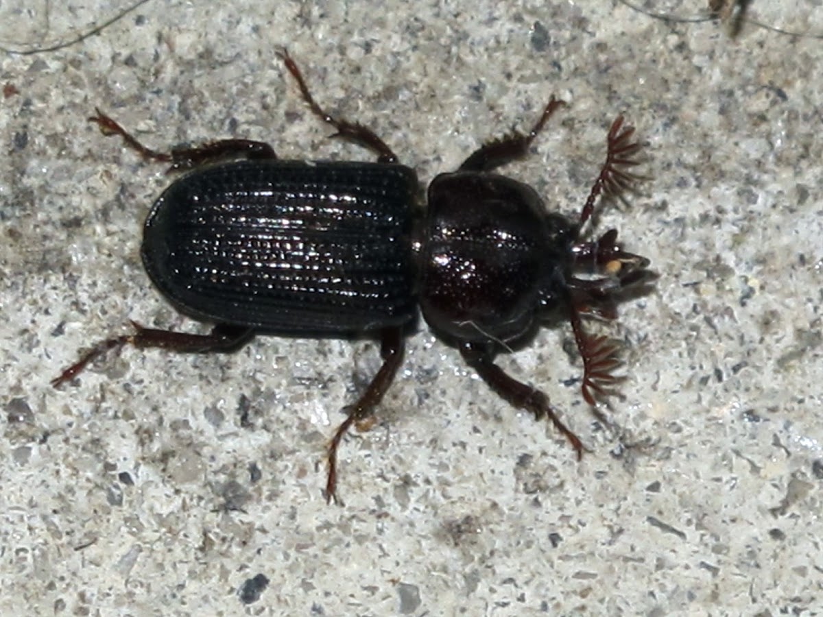 Stag Beetle (Syndesus cornutus)
