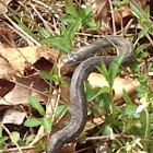 Gray Rat Snake