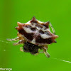 Spiny orb-weaver spider