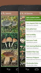 iKnow Mushrooms 2 LITE(圖4)-速報App