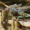 Common Green Darner