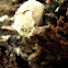 Little fungus ball that hasn't spewed its spores yet