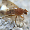Lauxaniid fly