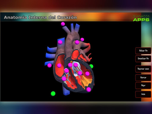 【免費教育App】Anatomía Interna del Corazón-APP點子