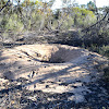 Old Mallee-fowl mound