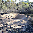 Old Mallee-fowl mound