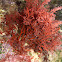 Alga roja