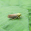 Tartessus  Leafhopper