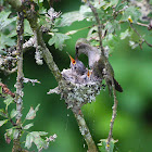 Anna's Hummingbird - Mother Feeding Chicks