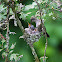 Anna's Hummingbird - Mother Feeding Chicks